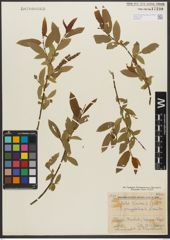Foto von Salix triandra subsp. triandra L.